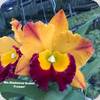 Rlc. Madonna Queen Frozen